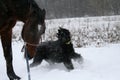 A giant schnauzer on the run A horse stallion runs on a cord, an angry dog Ã¢â¬â¹Ã¢â¬â¹is gnawed by him a giant schnauzer.